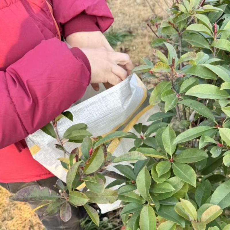 〔NN71〕Meyve Toplama Çantası Ye - Reusable Produce Bag incelemesi ve fiyatı